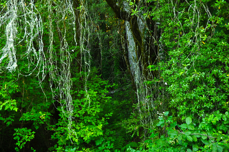creek forest. july 2012.