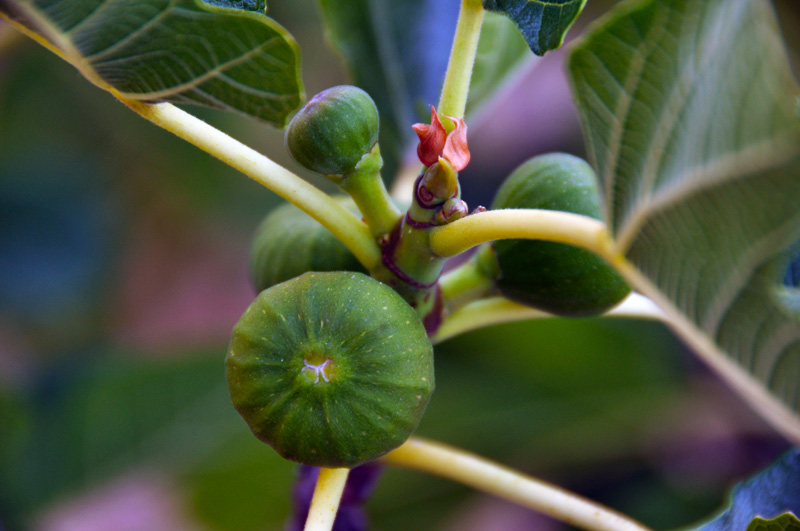 figs. july 2012.