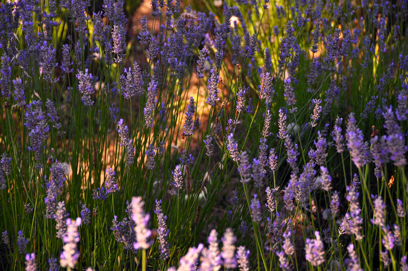 lavender. july 2012.