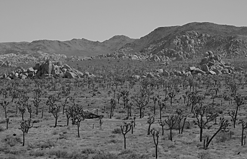 yucca forest. may 2004.