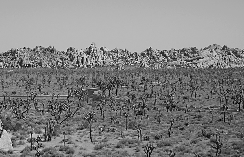 yucca forest. may 2004.